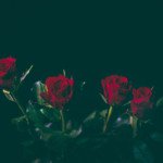 好意を伝えるタイミングはみんないつなの？